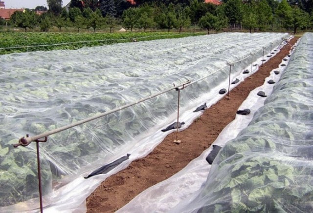 Агроволокно: что это такое и как используется в садоводстве - фото3 Агроволокно: что это такое и как используется в садоводстве - фото3