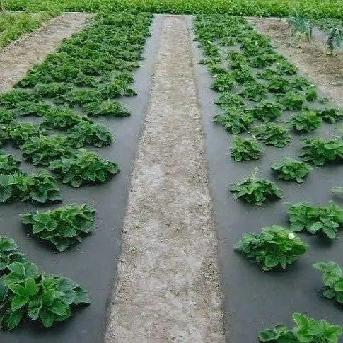 Как правильно укладывать агроволокно для оптимальной защиты растений - фото
