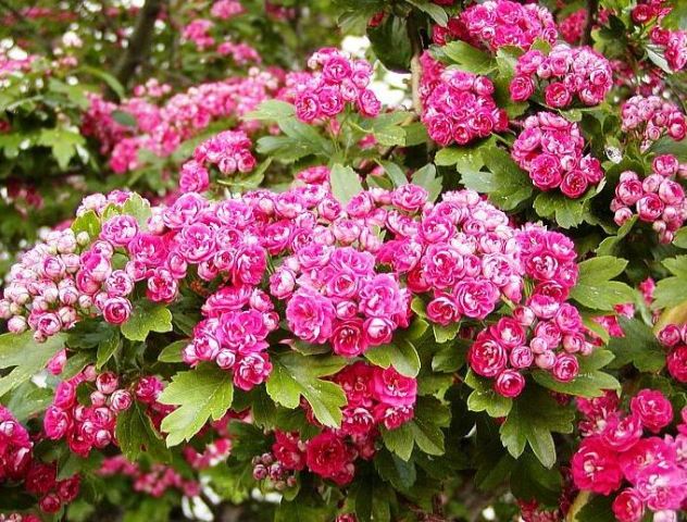 Декоративные деревья для сада - фото2