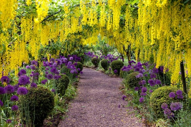 Декоративные деревья для сада - фото3