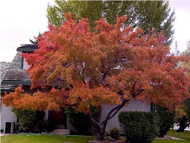 Декоративные деревья для сада - фото4