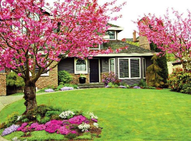 Декоративные деревья для сада - фото5