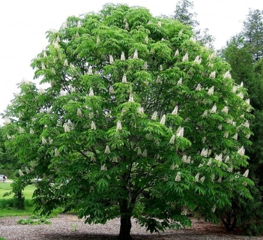 Декоративные деревья для сада - фото7
