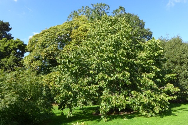 Декоративные деревья для сада - фото8