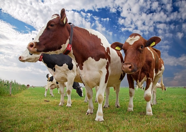 Смеси Friso - натуральное и полезное детское питание - фото1