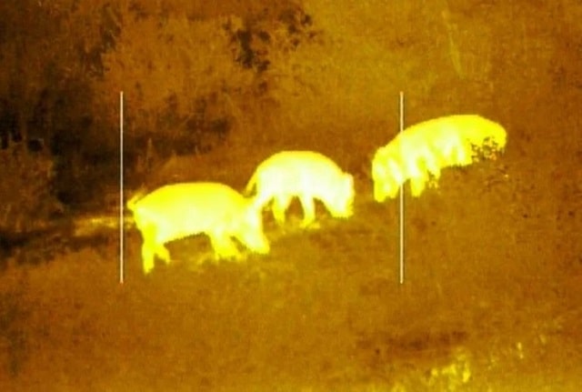 Особенности тепловизоров для охоты: что это такое и как работает - фото1