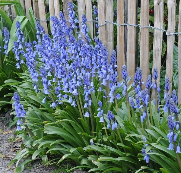 Гиацинтоидес: посадка и уход в открытом грунте - фото4