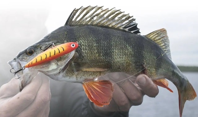 Как выбрать рыболовный крючок для ловли хищника: виды и особенности - фото4