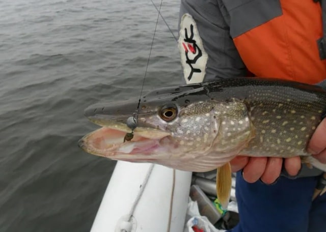 Поводки на щуку: титан, сталь, флюр — что лучше, сравнение по прозрачности и ресурсу - фото1