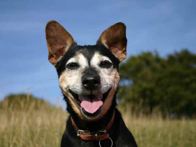 Эффективные средства от блох и клещей для собак всех пород (обзор, сравнение) - фото1