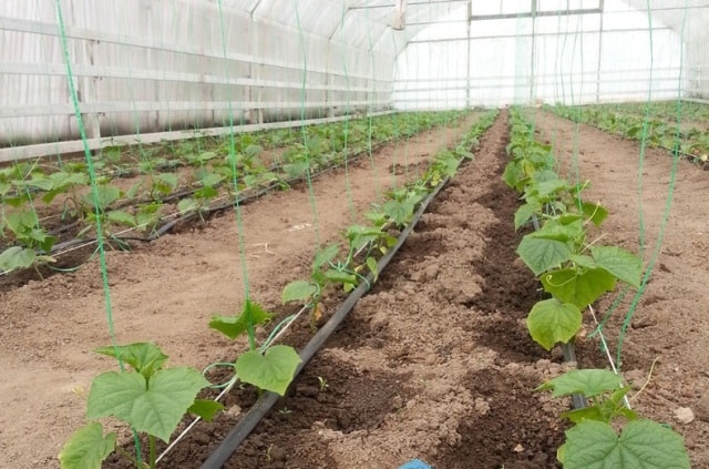 Капельный полив: как работает в теплице, обзор - фото1