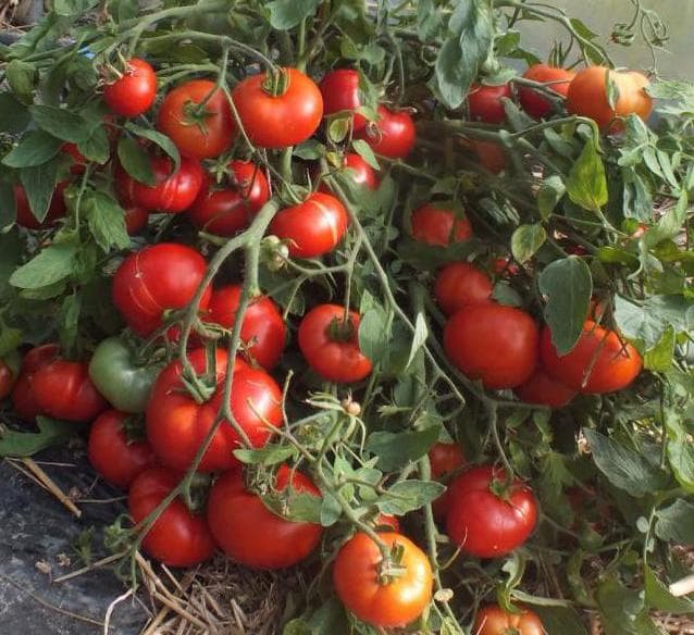 Томат Монгольский карлик: описание сорта, отзывы - фото2