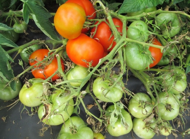 Томат Монгольский карлик: описание сорта, отзывы - фото3