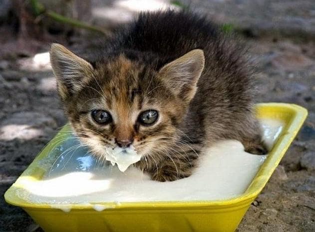 Как кормить котенка в 1 месяц без кошки в домашних условиях