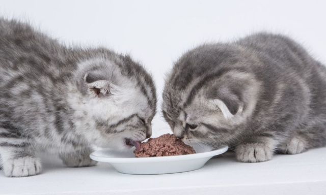 Как кормить котенка в 1 месяц без кошки в домашних условиях - фото4