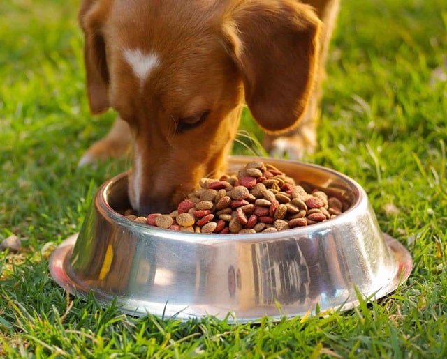 Корм для собак холистик: что это такое, особенности, плюсы и минусы - фото4
