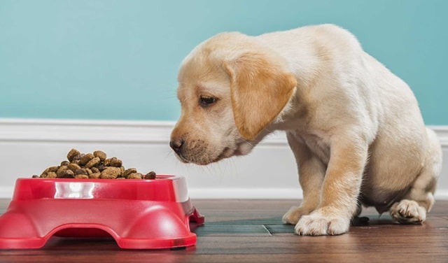 Сухой корм для собак: виды, плюсы и минусы, как правильно подобрать - фото2