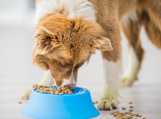 Сухой корм для собак: виды, плюсы и минусы, как правильно подобрать - фото3