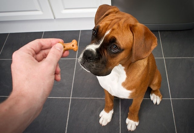 Все что вам нужно знать о лакомствах для собак - фото