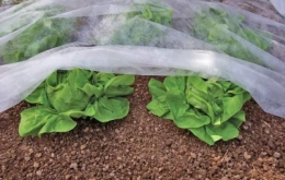 Агроволокно: что это такое и как используется в садоводстве