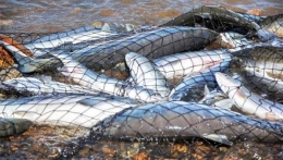 Сумма убытков от незаконной ловли рыбы, за один месяц составила 200 тыс. гривен