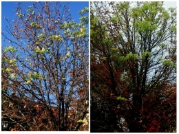 Второй раз за год: в Донецке зацвели каштаны