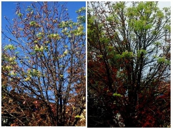 Второй раз за год: в Донецке зацвели каштаны