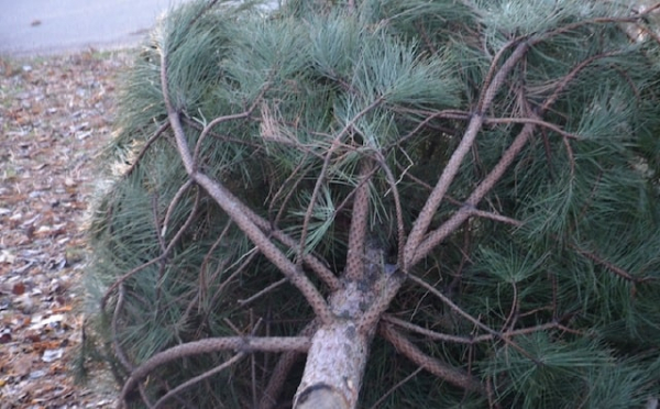 73 250 гривен заплатит житель Лимана за сосну в НПП «Святые горы»