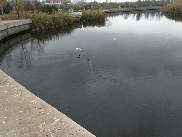 Река Кальчик стала болотного цвета: советник мэра указывает на экологические проблемы