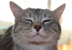 Консервы для кошек: виды и преимущества в применении