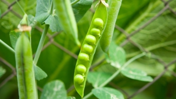 Где купить семена гороха в Украине для выращивания