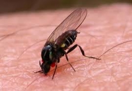 Житель Мариуполя может потерять ногу из-за укуса мухи