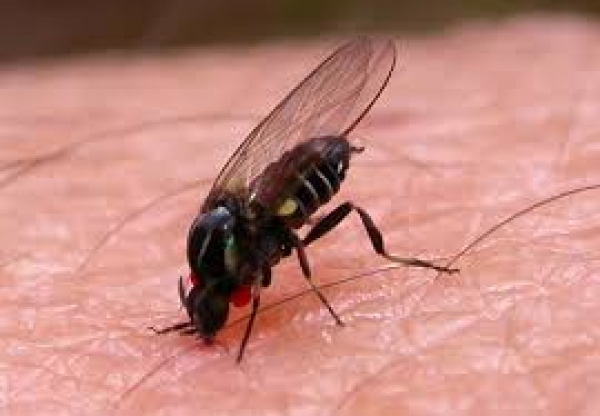 Житель Мариуполя может потерять ногу из-за укуса мухи
