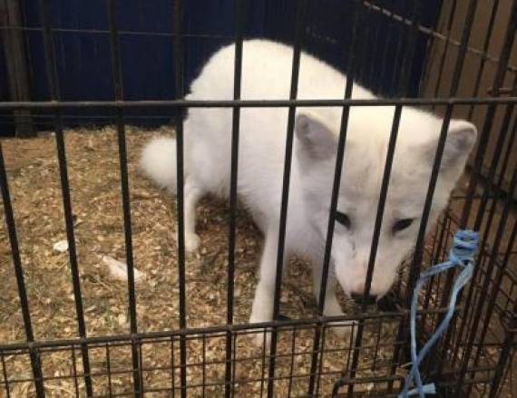 Дончанка пыталась провезти на оккупированную территорию мини-зоопарк