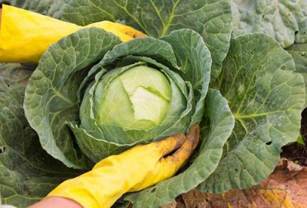 Власти «ДНР» признали, что загубили на полях большую часть урожая овощей