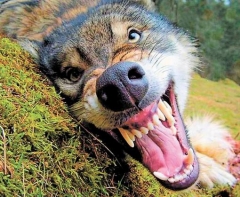 В Дружковке парня загрызли сторожевые собаки