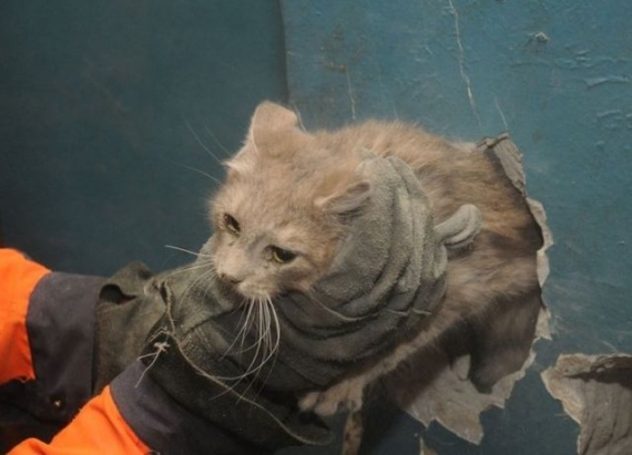 Домашний питомец перепугал жителей высотки в Донецке