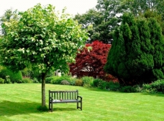 Декоративные деревья для сада: обзор, фото с названиями