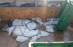 Браконьеры наловили азовского калкана на 30 000 грн