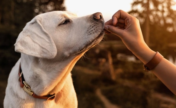 Все что вам нужно знать о лакомствах для собак