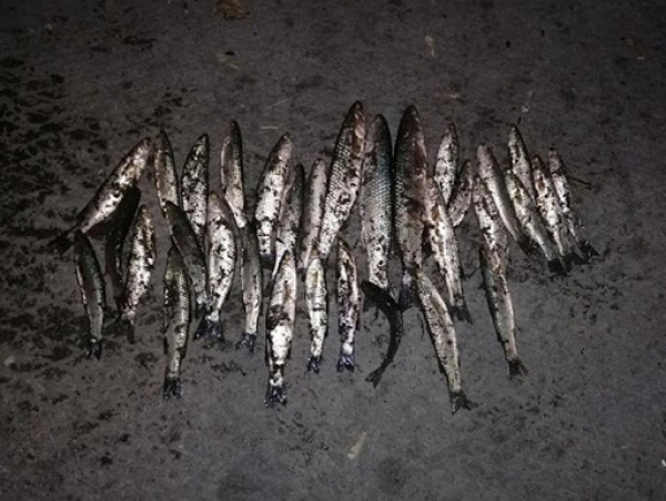 Незаконный вылов пеленгаса обошелся браконьеру в 40 тыс. гривен