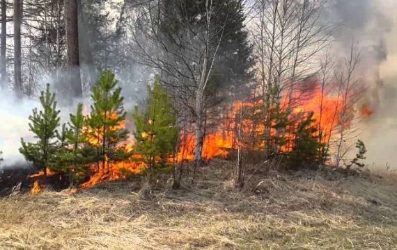 Под Донецком с большим трудом потушили масштабный лесной пожар
