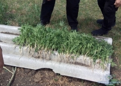 Поливал и ухаживал: житель Донетчины высадил на огороде почти 100 кустов конопли (фото)