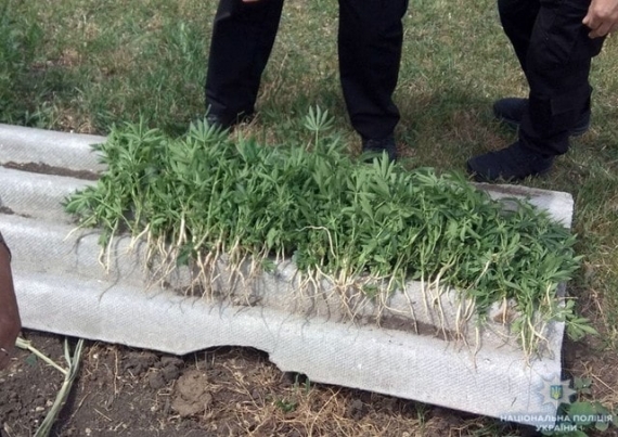 Поливал и ухаживал: житель Донетчины высадил на огороде почти 100 кустов конопли (фото)