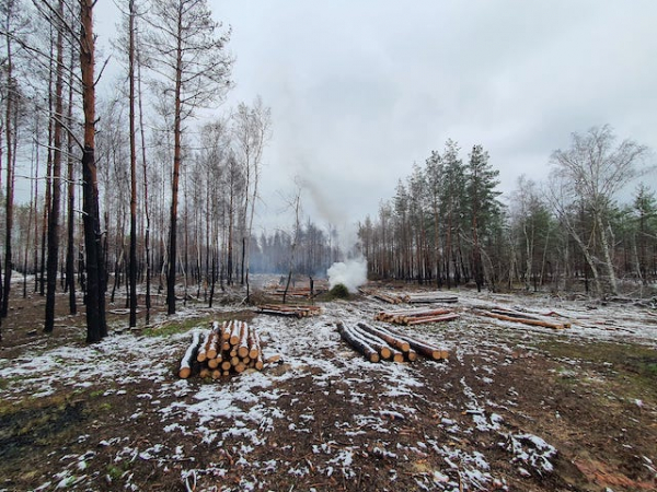Из-за войны в Лиманском лесхозе повреждено 6 000 га леса