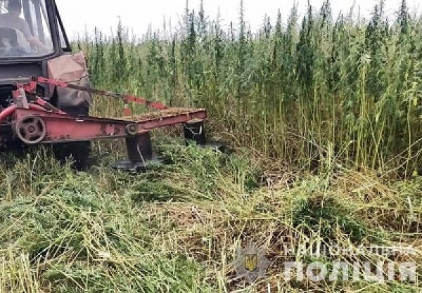 15 га конопли обнаружили сотрудники полиции возле Константиновки