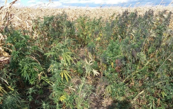 У прифронтового села уничтожена плантация конопли
