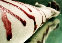 Беженца из «ДНР» в Москве довели до суицида соседи по парте