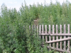 В оккупированной Горловке боевики организовали «веселый» бизнес