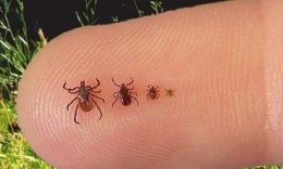 Жители Славянска просят обезопасить их от клещей